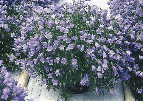 photo of flower to be used as: Bedding / border plant Campanula cochleariifolia Bavaria Blue