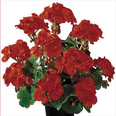 photo of flower to be used as: Pot, bedding, patio Pelargonium zonale Gen® Belmonte Red
