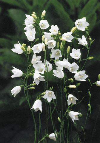 photo of flower to be used as: Bedding / border plant Campanula rotundifolia White Gem