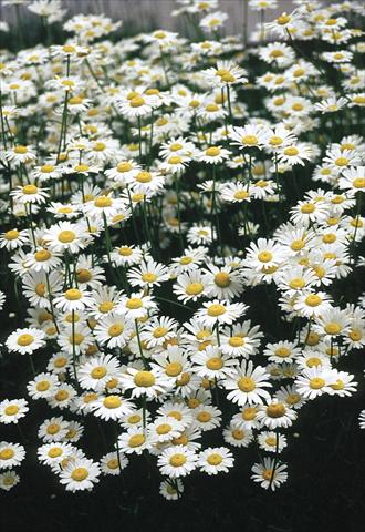 photo of flower to be used as: Bedding / border plant Chrysanthemum leucanthemum Filigran