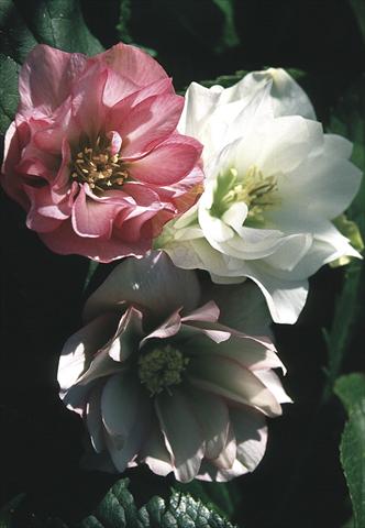 photo of flower to be used as: Bedding / border plant Helleborus Orientalis-Hybr. Double Vision
