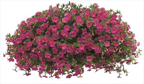 photo of flower to be used as: Pot, bedding, patio, basket Calibrachoa Callie® Coral Pink