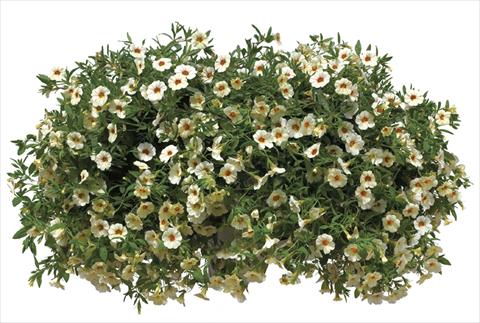 photo of flower to be used as: Pot, bedding, patio, basket Calibrachoa Callie® Cream with Eye