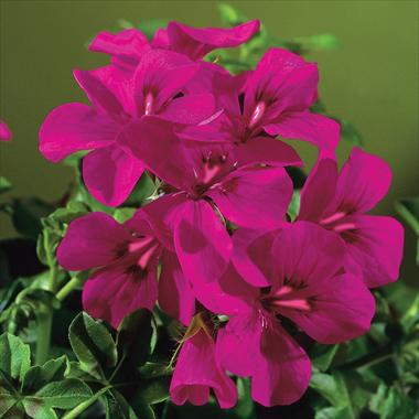 photo of flower to be used as: Patio, pot Pelargonium peltatum Gen® Rainbow Neon