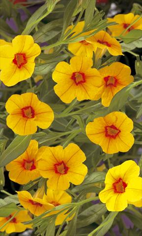 photo of flower to be used as: Pot, bedding, patio, basket Calibrachoa Callie® Gold with Red Eye