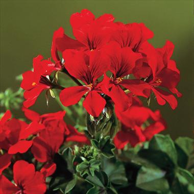 photo of flower to be used as: Patio, pot Pelargonium peltatum Gen® Rainbow Red