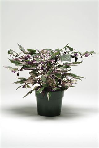 photo of flower to be used as: Pot and bedding Capsicum annuum Calico Ornamental Pepper