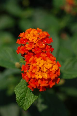photo of flower to be used as: Pot, bedding, patio, basket Lantana camara TOP Calippo Red