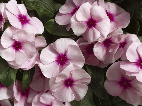 photo of flower to be used as: Pot and bedding Catharanthus roseus - Vinca Nirvana© Pink Blush