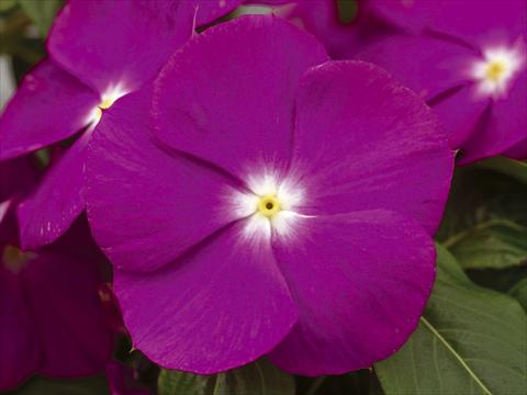 photo of flower to be used as: Pot and bedding Catharanthus roseus - Vinca Nirvana© Raspberry Halo