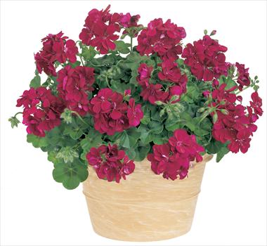 photo of flower to be used as: Patio, pot Pelargonium peltatum Starbright Violet