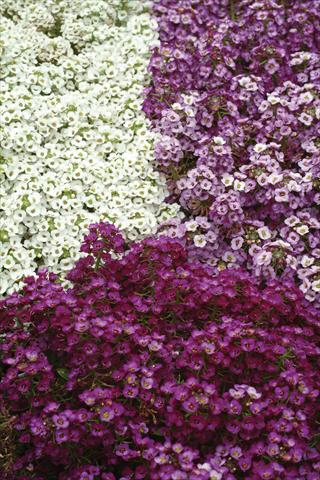photo of flower to be used as: Pot and bedding Alyssum maritimum Clear Crystal Mixture