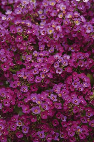 photo of flower to be used as: Pot and bedding Alyssum maritimum Clear Crystal Purple Shades