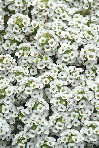 photo of flower to be used as: Pot and bedding Alyssum maritimum Clear Crystal White