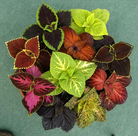 photo of flower to be used as: Pot, patio, basket Coleus blumei Giant Exhibition Formula Mixture