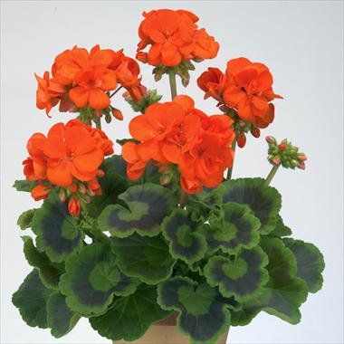 photo of flower to be used as: Pot, bedding, patio Pelargonium zonale Gen® Trend Orange