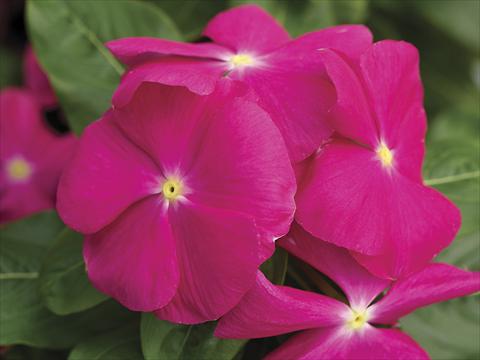 photo of flower to be used as: Pot and bedding Catharanthus roseus - Vinca Cora Pink