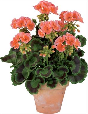 photo of flower to be used as: Pot, bedding, patio Pelargonium zonale Gen® Trend Salmon