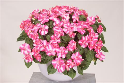 photo of flower to be used as: Pot, bedding, patio, basket Impatiens walleriana Silhouette® Rose Star