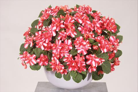 photo of flower to be used as: Pot, bedding, patio, basket Impatiens walleriana Silhouette® Red Star