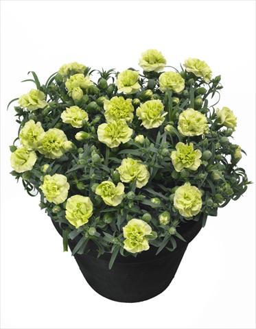 photo of flower to be used as: Pot Dianthus Jade