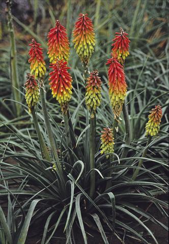 photo of flower to be used as: Bedding / border plant Kniphofia hirstuta Fire Dance