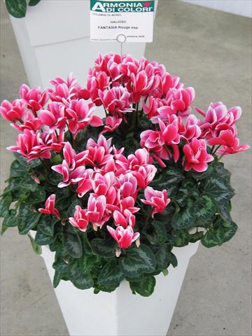 photo of flower to be used as: Pot Cyclamen persicum Halios® Fantasia  Rouge