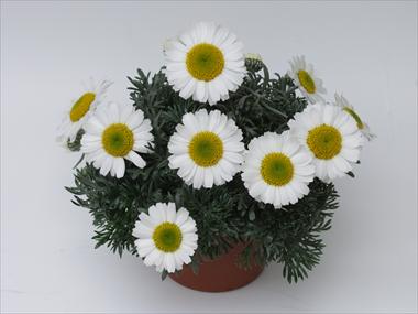 photo of flower to be used as: Pot, bedding, patio Leucanthemum Flirt