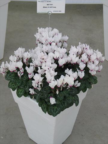 photo of flower to be used as: Pot and bedding Cyclamen persicum Metis® Blanc à oeil