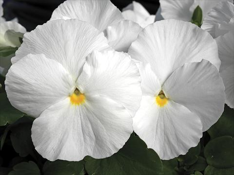 photo of flower to be used as: Pot and bedding Viola wittrockiana Karma White Imp