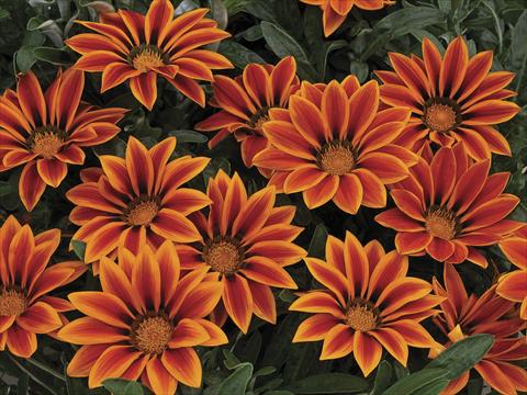 photo of flower to be used as: Pot and bedding Gazania Kiss Orange Flame