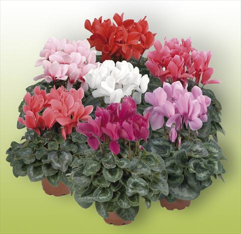 photo of flower to be used as: Pot Cyclamen persicum Rainier Mix