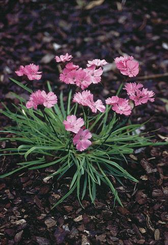 photo of flower to be used as: Pot and bedding Dianthus carthusianorum Ruperts Pink