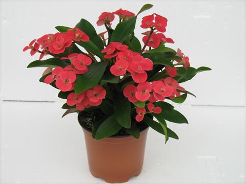 photo of flower to be used as: Pot Euphorbia x martinii Kronos