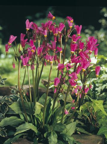 photo of flower to be used as: Bedding / border plant Dodecatheon tetrandrum Rotlicht