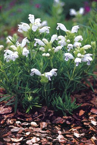 photo of flower to be used as: Bedding / border plant Draocephalum argunense Fuji White
