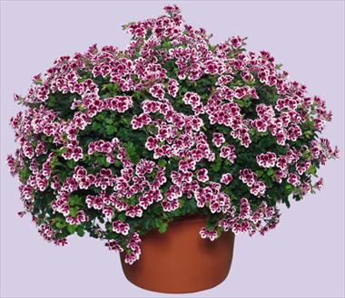 photo of flower to be used as: Patio, basket Pelargonium crispum Angeleyes Randy