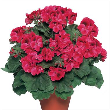 photo of flower to be used as: Pot Pelargonium grandiflorum pac® Aristo® Claret