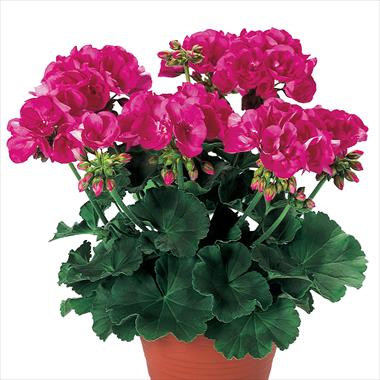 photo of flower to be used as: Patio, pot Pelargonium zonale pac® Shocking Pink