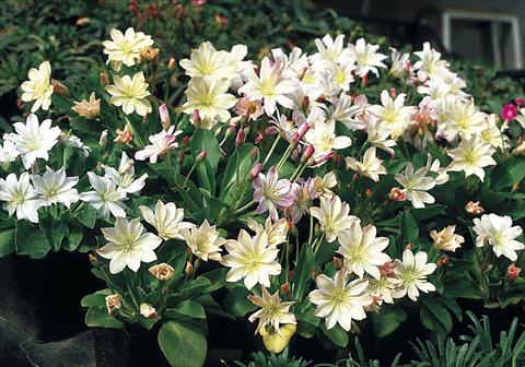 photo of flower to be used as: Bedding / border plant Lewisia tweedyi Lovedream