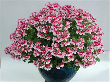 photo of flower to be used as: Patio, basket Pelargonium crispum Angeleyes Bicolor