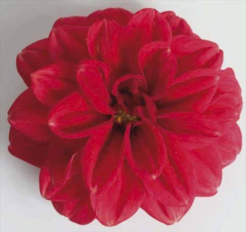 photo of flower to be used as: Pot, bedding, patio, basket Dahlia Dali Scarlet