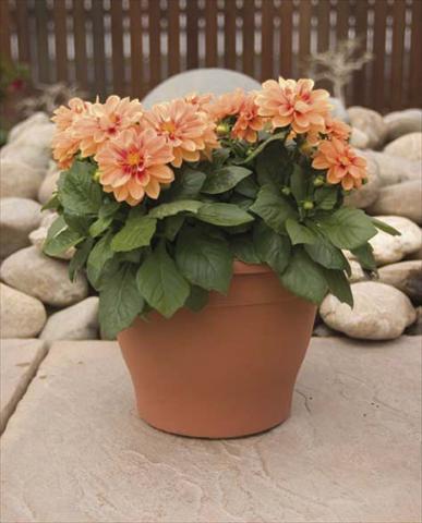photo of flower to be used as: Pot, bedding, patio, basket Dahlia Dali Bronze