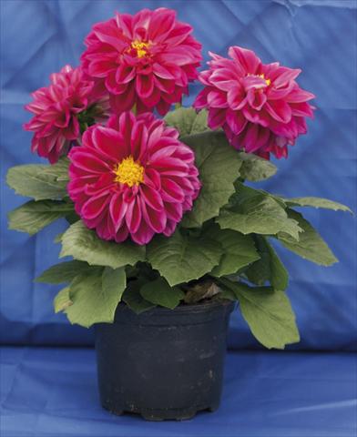 photo of flower to be used as: Pot, bedding, patio, basket Dahlia Dali Rose