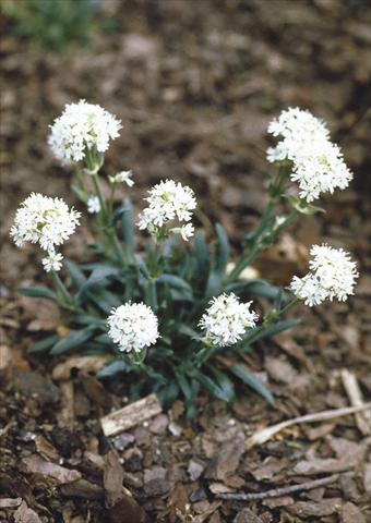 photo of flower to be used as: Bedding / border plant Lychnis alpina Snow Flurry