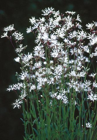photo of flower to be used as: Bedding / border plant Lychnis flos-cuculi White Robin