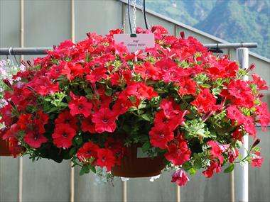 photo of flower to be used as: Pot, patio, basket Petunia pendula Chilli Red