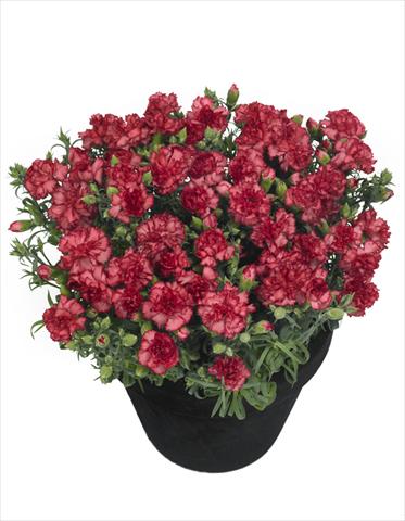photo of flower to be used as: Pot Dianthus Lahana