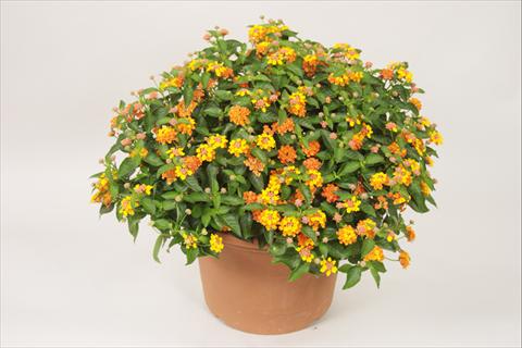 photo of flower to be used as: Pot and bedding Lantana camara Bandana® Orange Sunrise