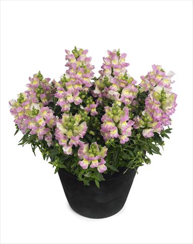 photo of flower to be used as: Basket / Pot Antirrhinum majus Diana Lilac Yellow